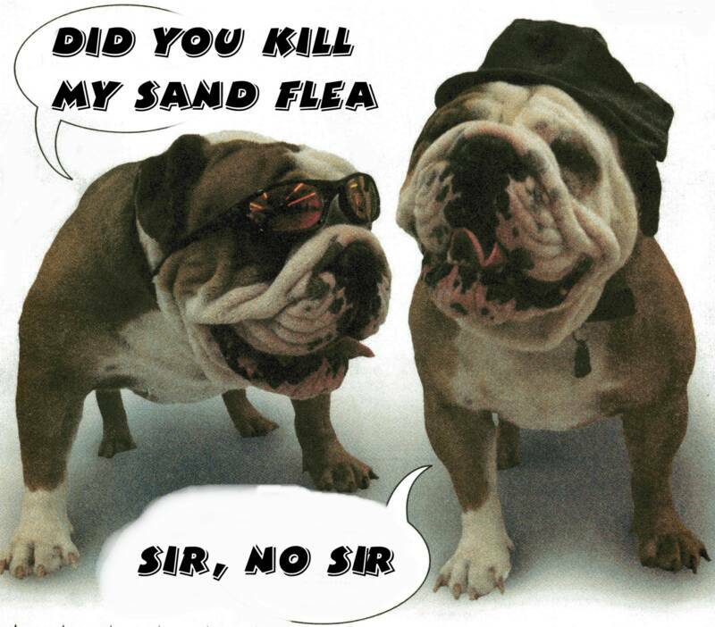 free pet physics instrumentation